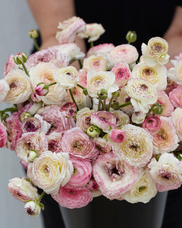 Ranunculus 'Friandine White Picotee'