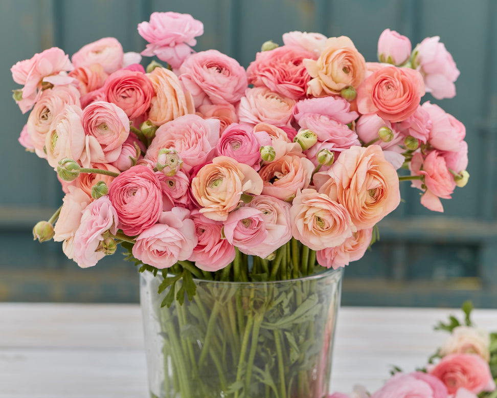 Ranunculus 'Amandine Pastel Pink'