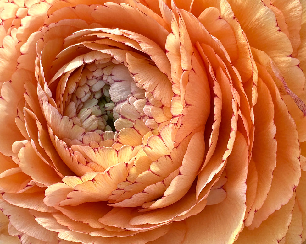 Ranunculus 'Elegance® Pastello Striato'