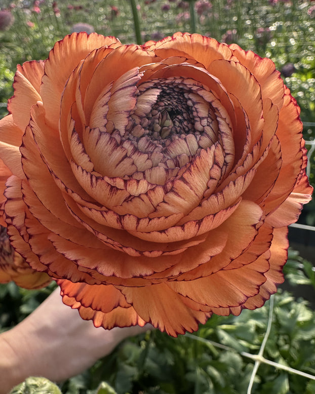 Ranunculus 'Elegance® Pastello Striato'