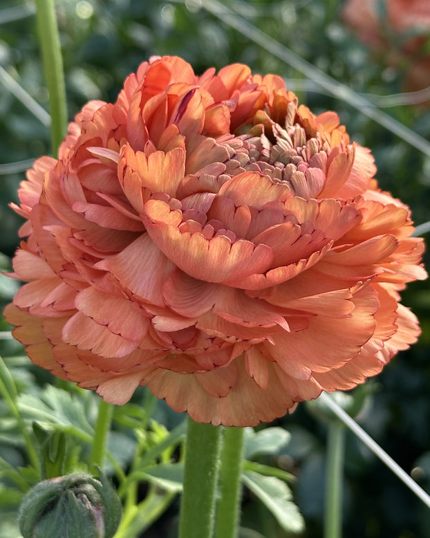 Ranunculus 'Elegance® Pastello Striato'