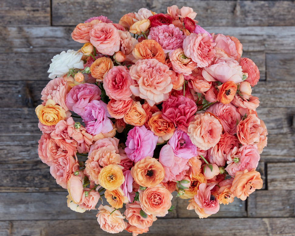Ranunculus 'Pauline Champagne'