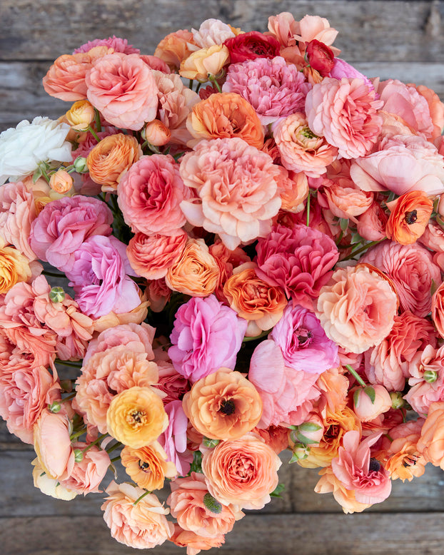 Ranunculus 'Pauline Champagne'