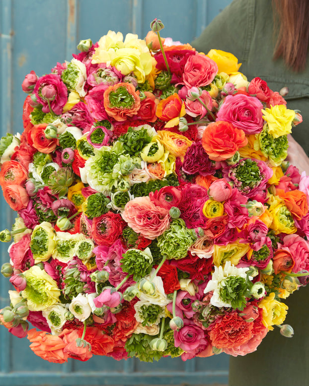 Ranunculus 'Super Green Mix'