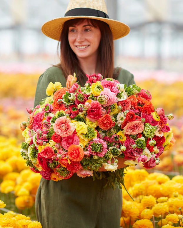 Ranunculus 'Super Green Mix'
