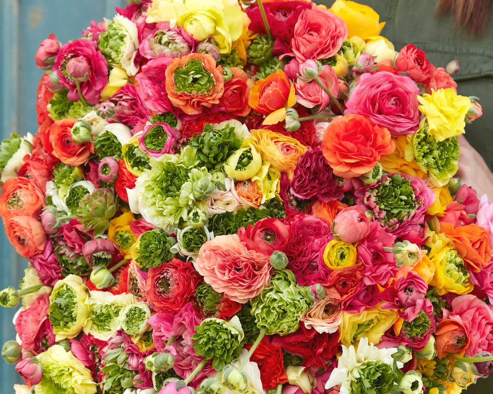 Ranunculus 'Super Green Mix'