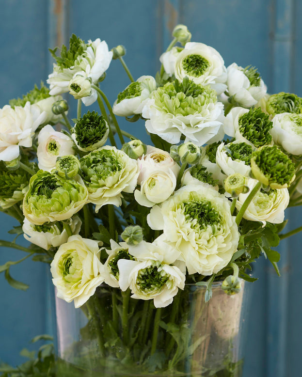 Ranunculus 'Super Green White'