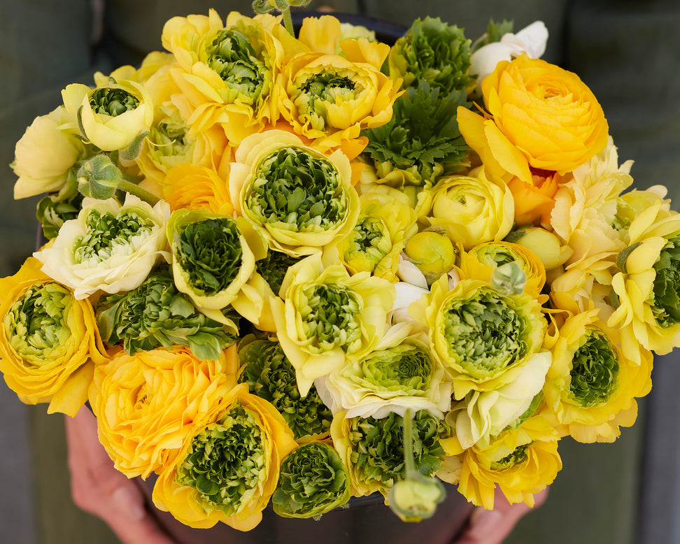 Ranunculus 'Super Green Yellow'