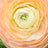 Ranunculus