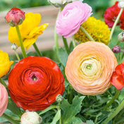 Ranunculus