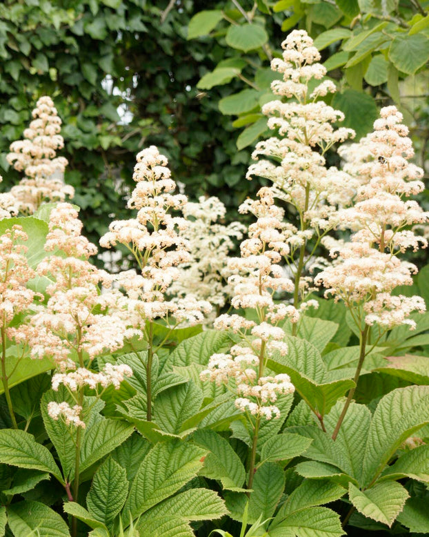 Rodgersia 'Elegans'