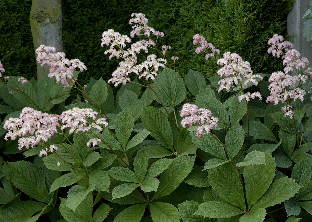 Rodgersia 'Elegans'
