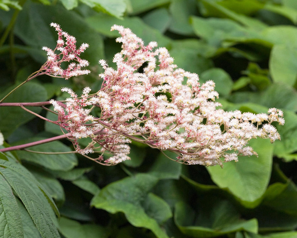 Rodgersia 'Elegans'