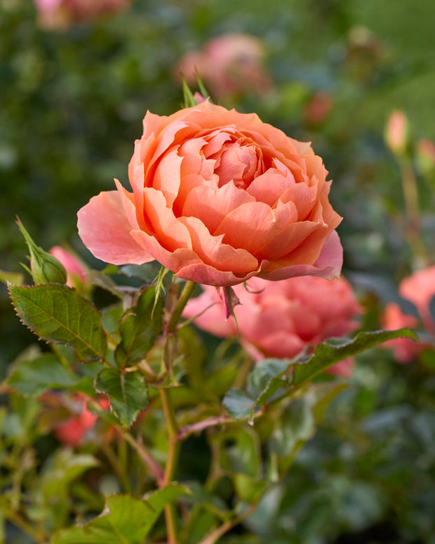 Rosa 'Isn't she Beautiful'
