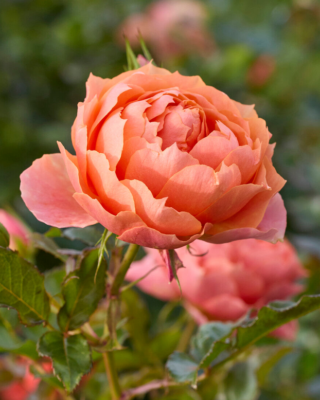 Rosa 'Isn't she Beautiful'