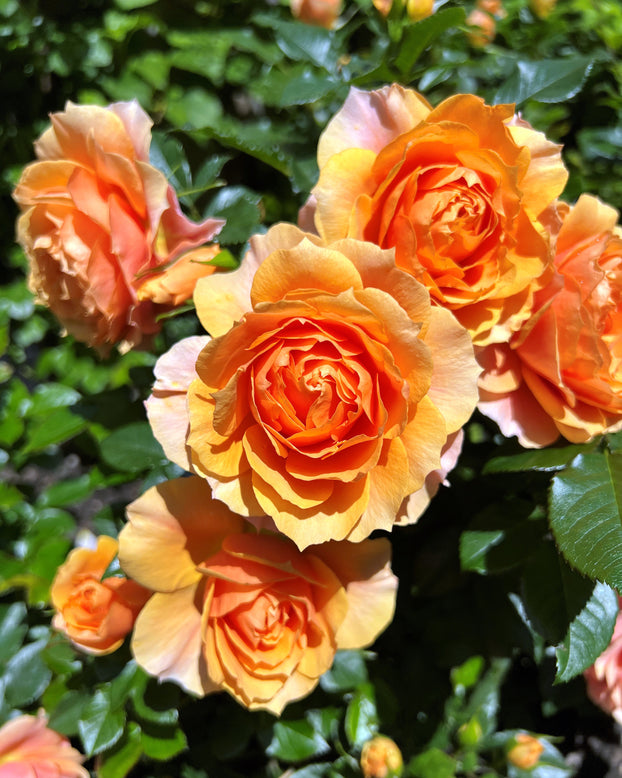 Rosa 'Isn't she Beautiful'