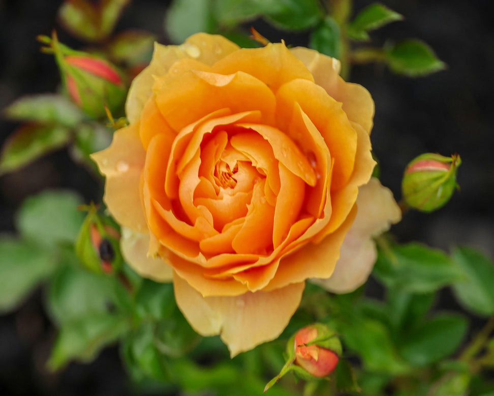 Rosa 'Isn't she Beautiful'