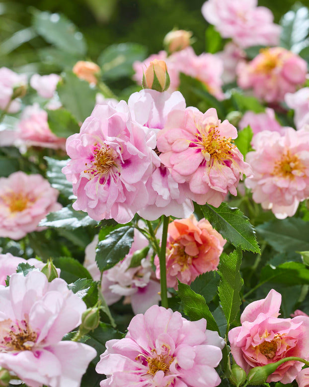 Rosa 'Amirose'