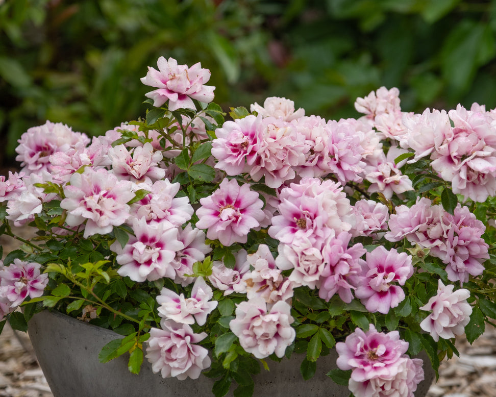 Rosa 'Amirose'
