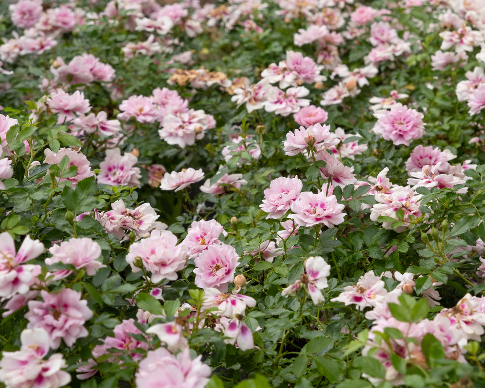 Rosa 'Amirose'