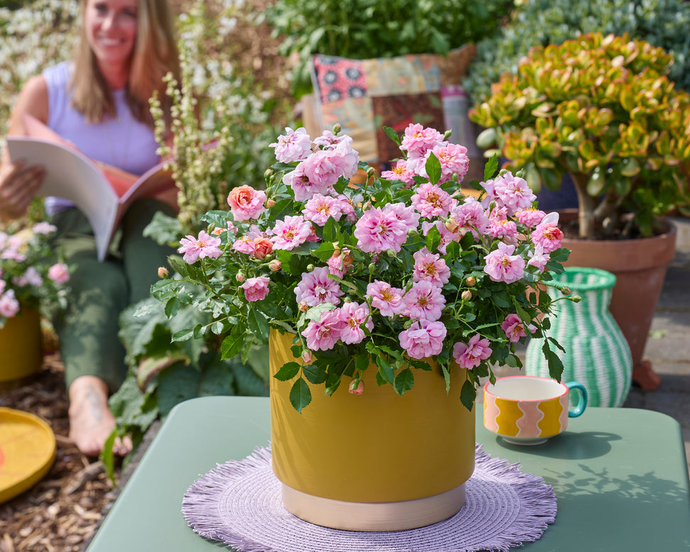 Rosa 'Amirose'