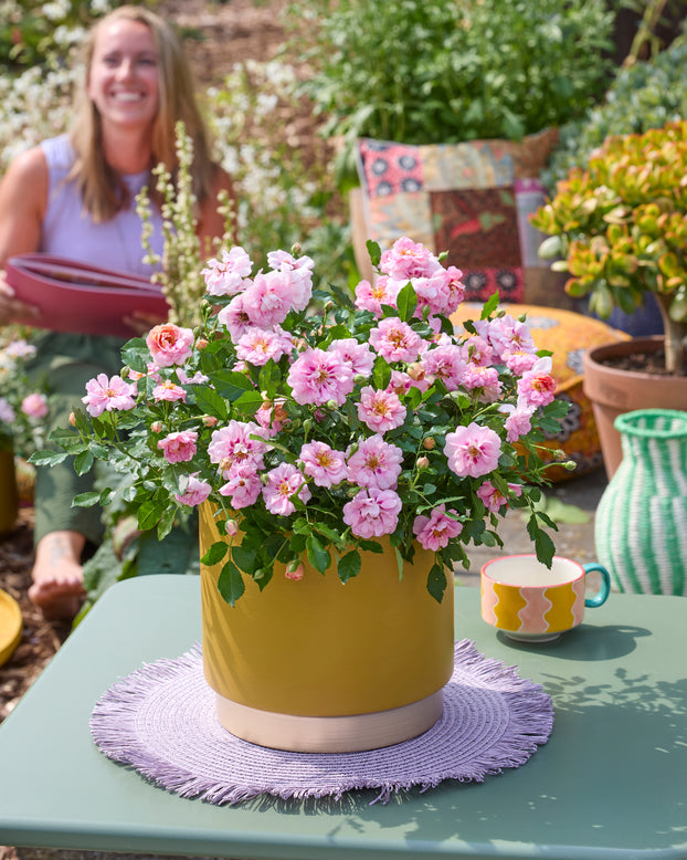 Rosa 'Amirose'