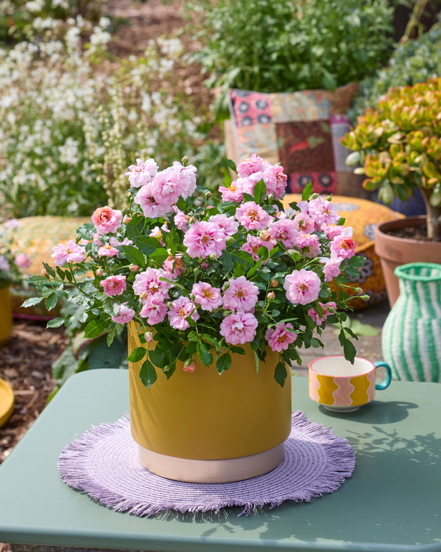 Rosa 'Amirose'