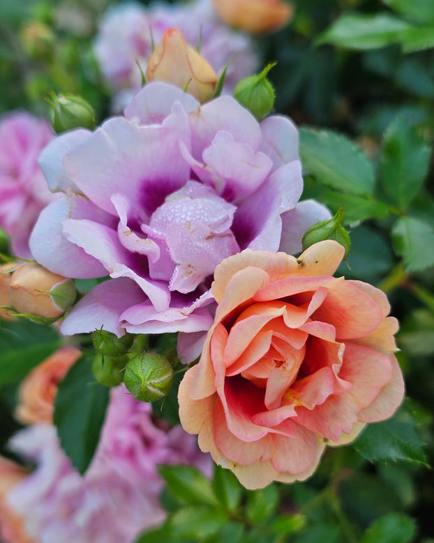Rosa 'Amirose'