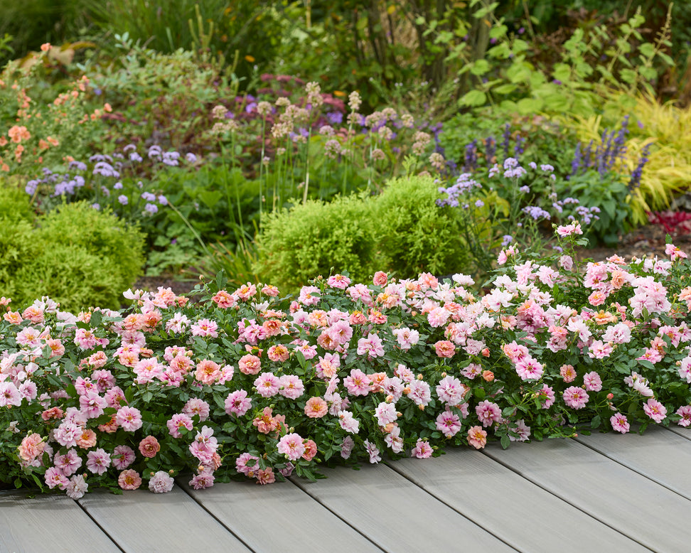 Rosa 'Amirose'