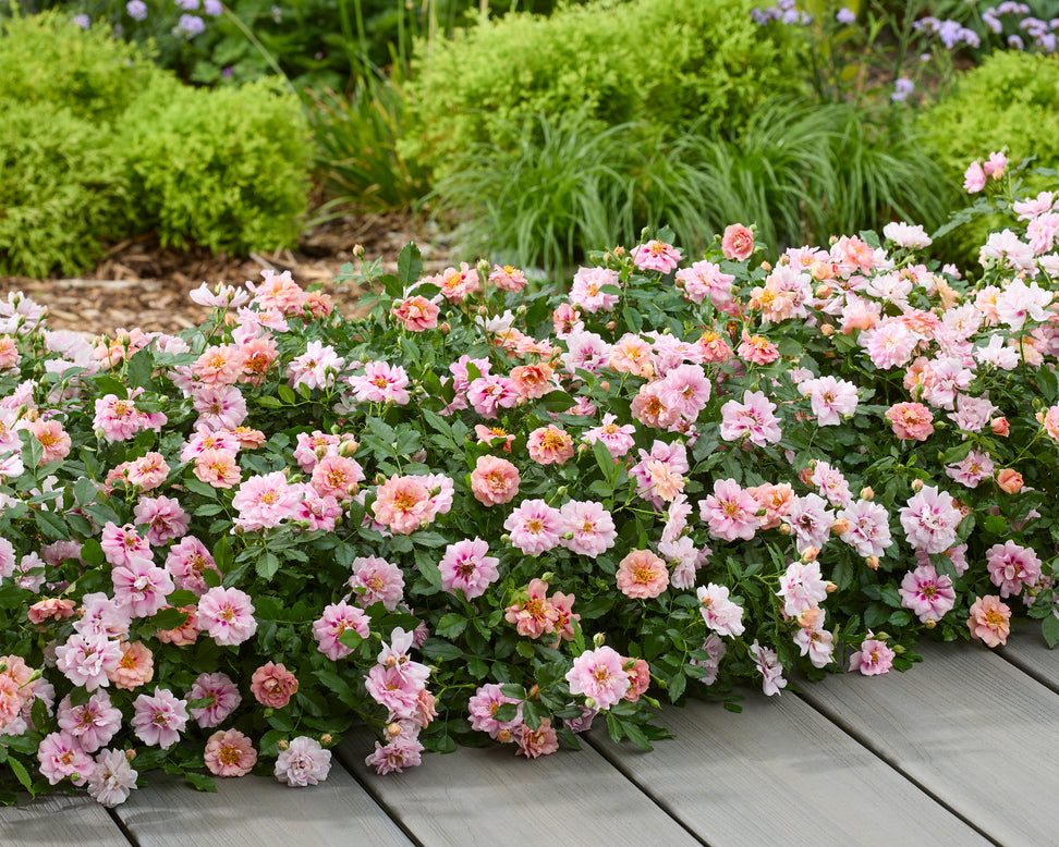 Rosa 'Amirose'