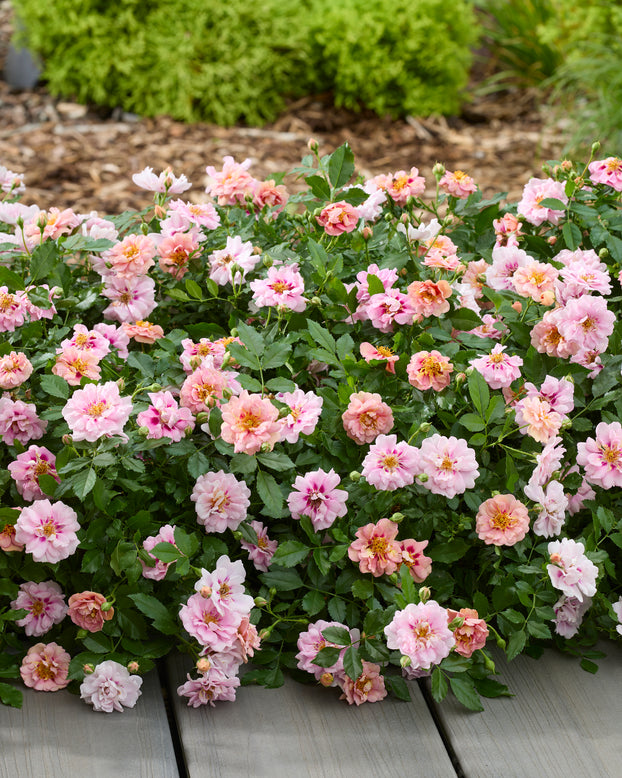 Rosa 'Amirose'
