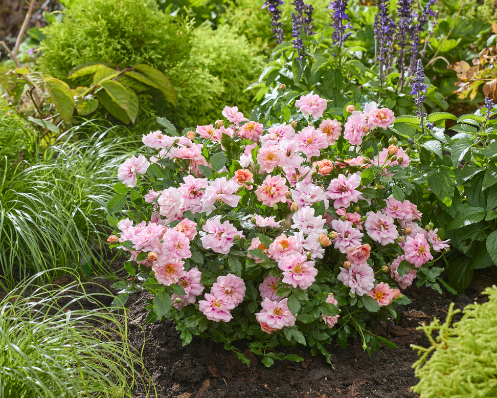 Rosa 'Amirose'