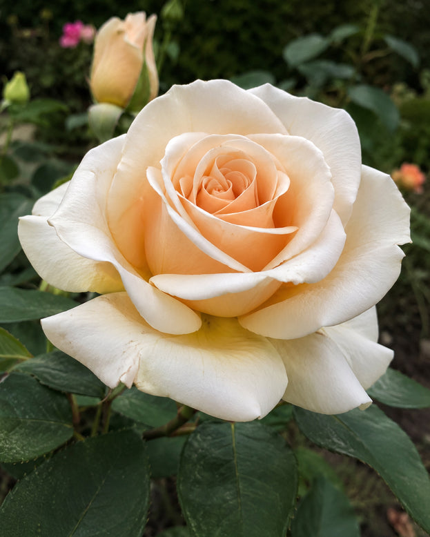 Rosa 'Isn't She Lovely'