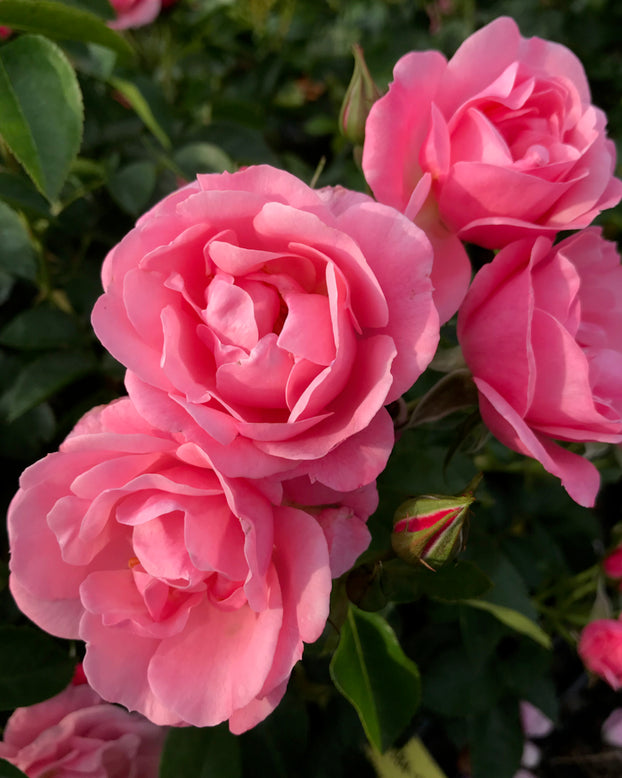 Rosa 'Isn't She Precious'