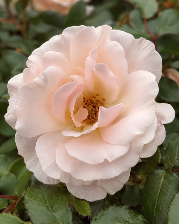 Rosa 'Isn't She Pretty'