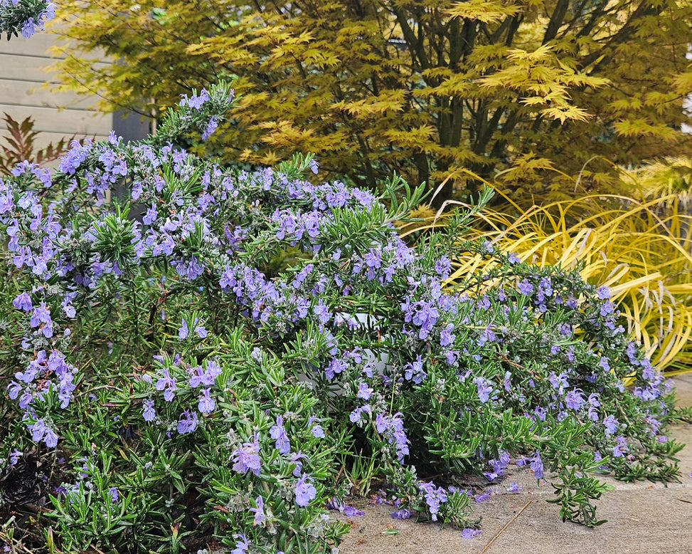 Rosmarinus 'Blue Cascade'