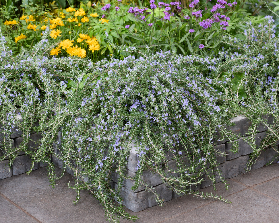 Rosmarinus 'Blue Cascade'