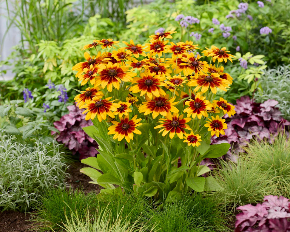 Rudbeckia 'MiniBeckia Flame'