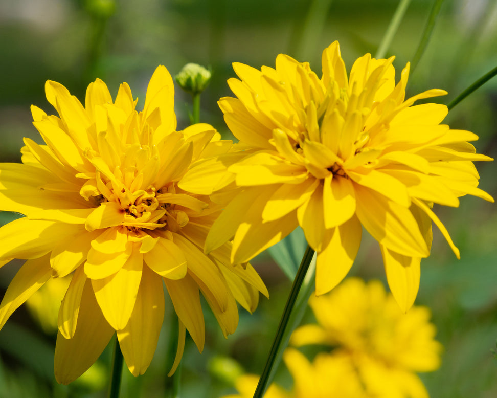 Rudbeckia 'Goldquelle'