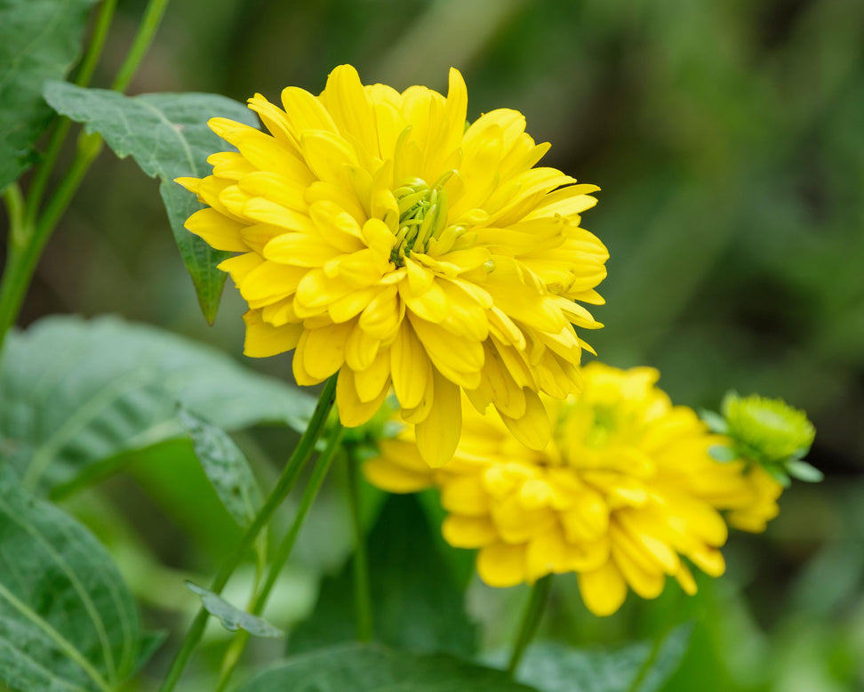 Rudbeckia 'Goldquelle'