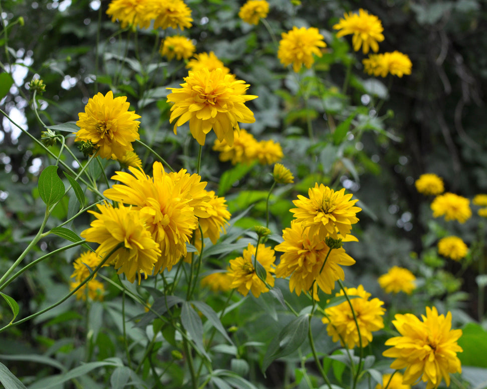 Rudbeckia 'Goldquelle'