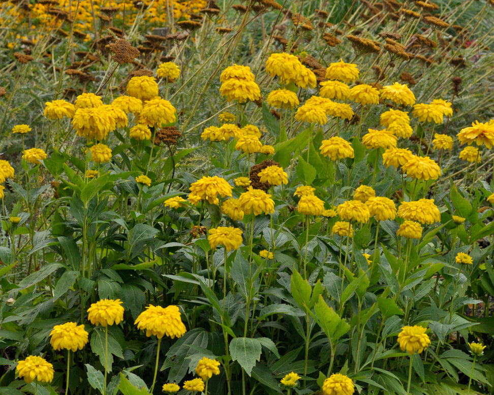 Rudbeckia 'Goldquelle'