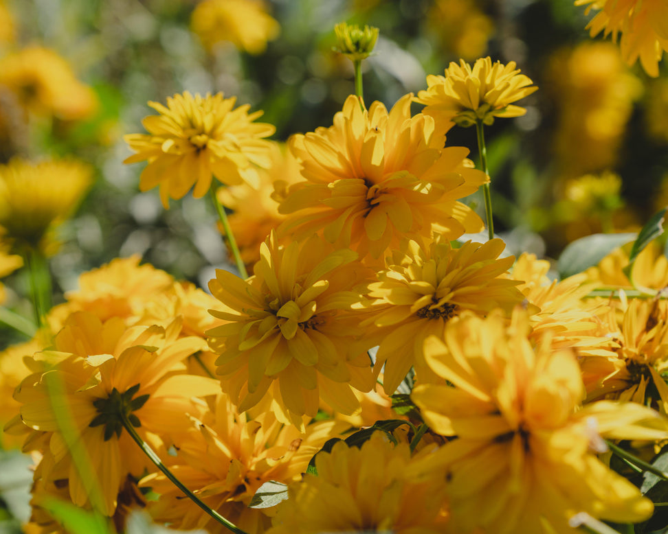 Rudbeckia 'Goldquelle'