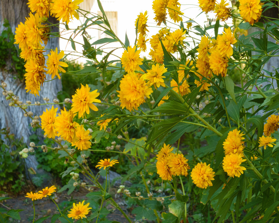 Rudbeckia 'Goldquelle'