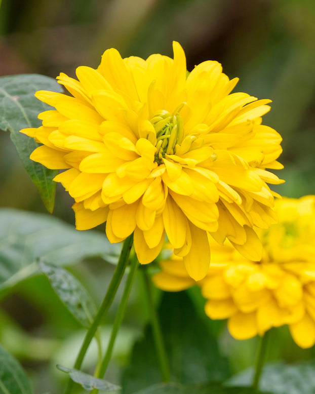 Rudbeckia 'Goldquelle'