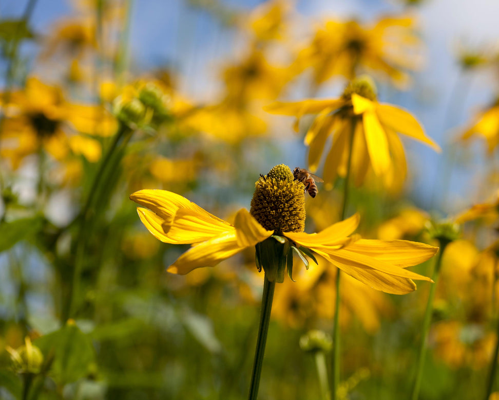 Rudbeckia 'Herbstsonne'