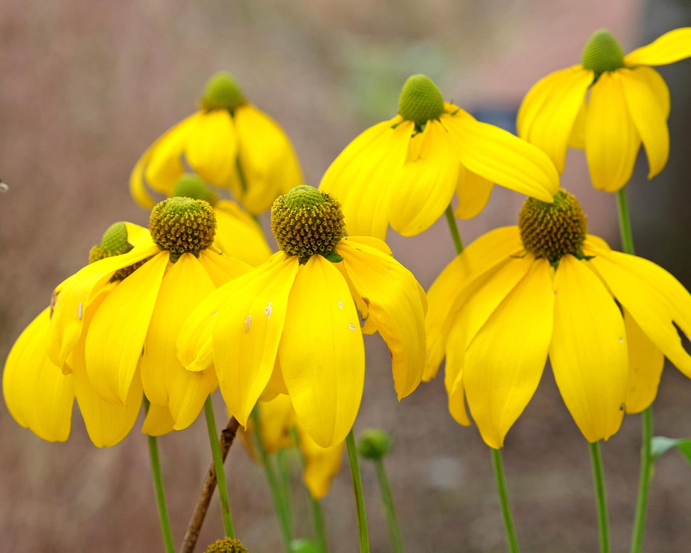 Rudbeckia 'Herbstsonne'