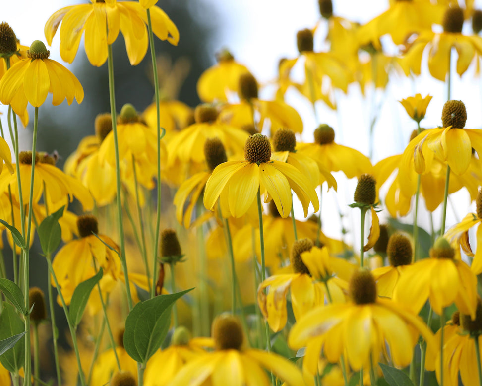 Rudbeckia 'Herbstsonne'