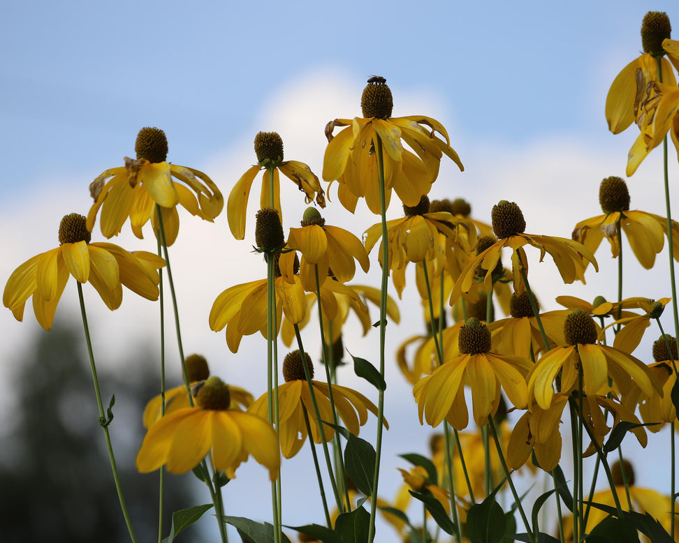 Rudbeckia 'Herbstsonne'