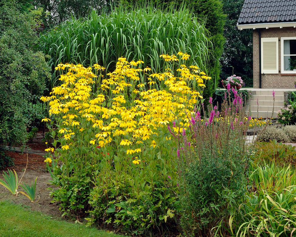 Rudbeckia 'Herbstsonne'